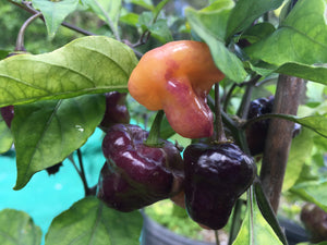 Roxa Lantern (Pepper Seeds)