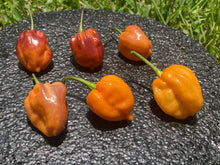 Load image into Gallery viewer, Purple Uprising Orange (Pepper Seeds)