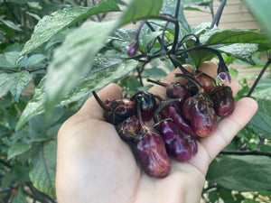 PurpleGum Black Cream (Pepper Seeds)