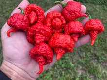 Load image into Gallery viewer, RB003 (Pepper Seeds)