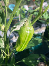 Load image into Gallery viewer, Puriraheim (T-E) (Pepper Seeds)