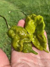 Load image into Gallery viewer, Lime Ghost Scorpion T-E (Limited)(Pepper Seeds)