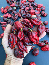 Load image into Gallery viewer, Black MedullaGum (Pepper Seeds)