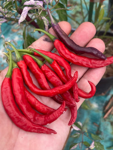 Daywalker (T-E) (Pepper Seeds)