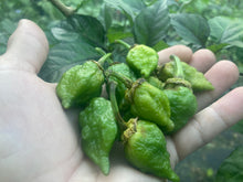 Load image into Gallery viewer, MonsterGum Leopard (Green)(Pepper Seeds)