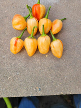 Load image into Gallery viewer, Peppapeach Stripey (Pepper Seeds)