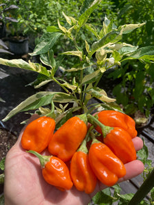 Puriraheim (T-E) (Pepper Seeds)