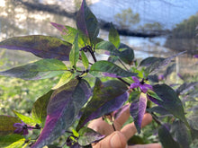 Load image into Gallery viewer, Red Trixster XD (Pepper Seeds)