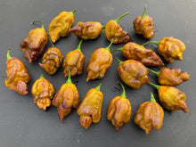 Load image into Gallery viewer, Golden Haze Horizon (Pepper Seeds)