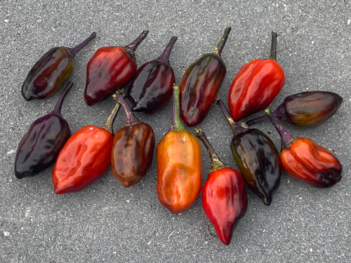 Bryan’s Vulcan Blood (Pepper Seeds)