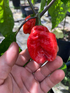 Purple BhutWrecker (Pepper Seeds)