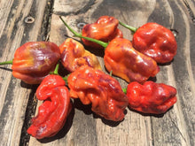 Load image into Gallery viewer, Purple BhutWrecker (Pepper Seeds)