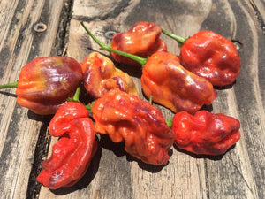 Purple BhutWrecker (Pepper Seeds)