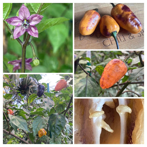 Orange Jes (Pepper Seeds)