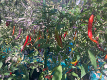 Load image into Gallery viewer, Daywalker (T-E) (Pepper Seeds)