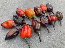 Load image into Gallery viewer, Bryan’s Vulcan Blood (Pepper Seeds)