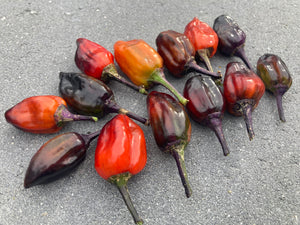 Bryan’s Vulcan Blood (Pepper Seeds)