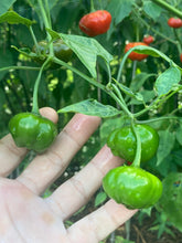 Load image into Gallery viewer, Pi 49793 Sao Paulo (Pepper Seeds)