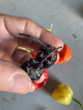 Load image into Gallery viewer, PurpleGum Black Red (Pepper Seeds)