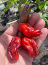 Load image into Gallery viewer, Purple BhutWrecker (Pepper Seeds)