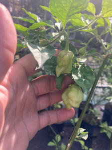 Morangum XLP (Pepper Seeds)