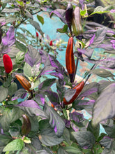 Load image into Gallery viewer, Pickles Blood (Dark Rising)(Pepper Seeds)