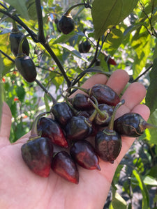 Chuparita (Mix)(T-E) (Pepper Seeds)