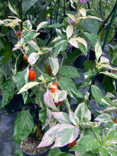 Load image into Gallery viewer, Thunder Nugs (Pepper Seeds)