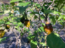 Load image into Gallery viewer, MonsterGum Leopard (Mustard)(Pepper Seeds)