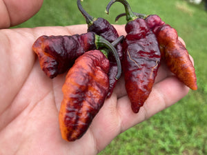 Pandora’s Box Pimenta Jolokia/PJ Mix (Pepper Seeds)