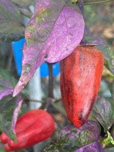 Naraka Variegated (VSRP Poblano (Pepper Seeds)