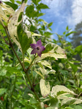 Load image into Gallery viewer, Thunder Nugs (Pepper Seeds)