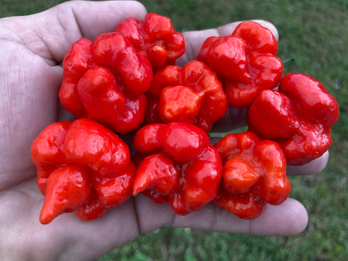 Trinidad Scorpion Red (Pepper Seeds)