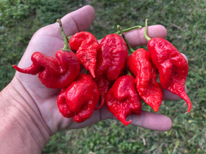 Primotalii Red (Pepper Seeds)