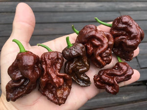 Guwa "X" Chocolate (Pepper Seeds)