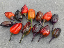 Load image into Gallery viewer, Bryan’s Vulcan Blood (Pepper Seeds)