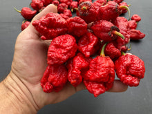 Load image into Gallery viewer, MedullaGum (Pepper Seeds)