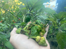 Load image into Gallery viewer, MonsterGum Leopard (Green)(Pepper Seeds)
