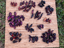 Load image into Gallery viewer, Pandora’s Box Pimenta Jolokia/PJ Mix (Pepper Seeds)