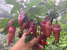 Load image into Gallery viewer, Pink Wendigo (T-E) (Pepper Seeds)