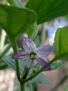 Thunder Nugs (Pepper Seeds)