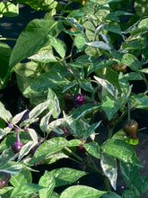 Load image into Gallery viewer, Anunnaki (Pepper Seeds)