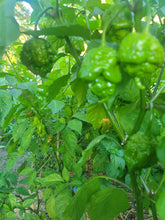 Load image into Gallery viewer, Douglah Inception V2 (Pepper Seeds)(Limited)