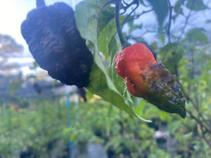 Primo Noir (Pepper Seeds)