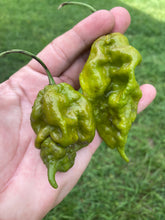 Load image into Gallery viewer, Green GhostScorpion T-E (Limited)(Pepper Seeds)