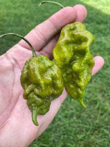 Green GhostScorpion T-E (Limited)(Pepper Seeds)