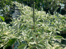 Load image into Gallery viewer, Tiger Thunder (Pepper Seeds)