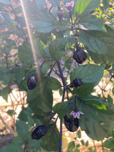 Load image into Gallery viewer, PurpleGum Black Cream (Pepper Seeds)