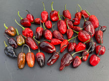 Load image into Gallery viewer, Bryan’s Blood (Darkside Mix) (Pepper Seeds)