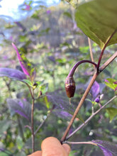 Load image into Gallery viewer, Red Trixster XD (Pepper Seeds)